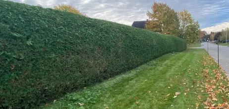 Tree Services Ottawa